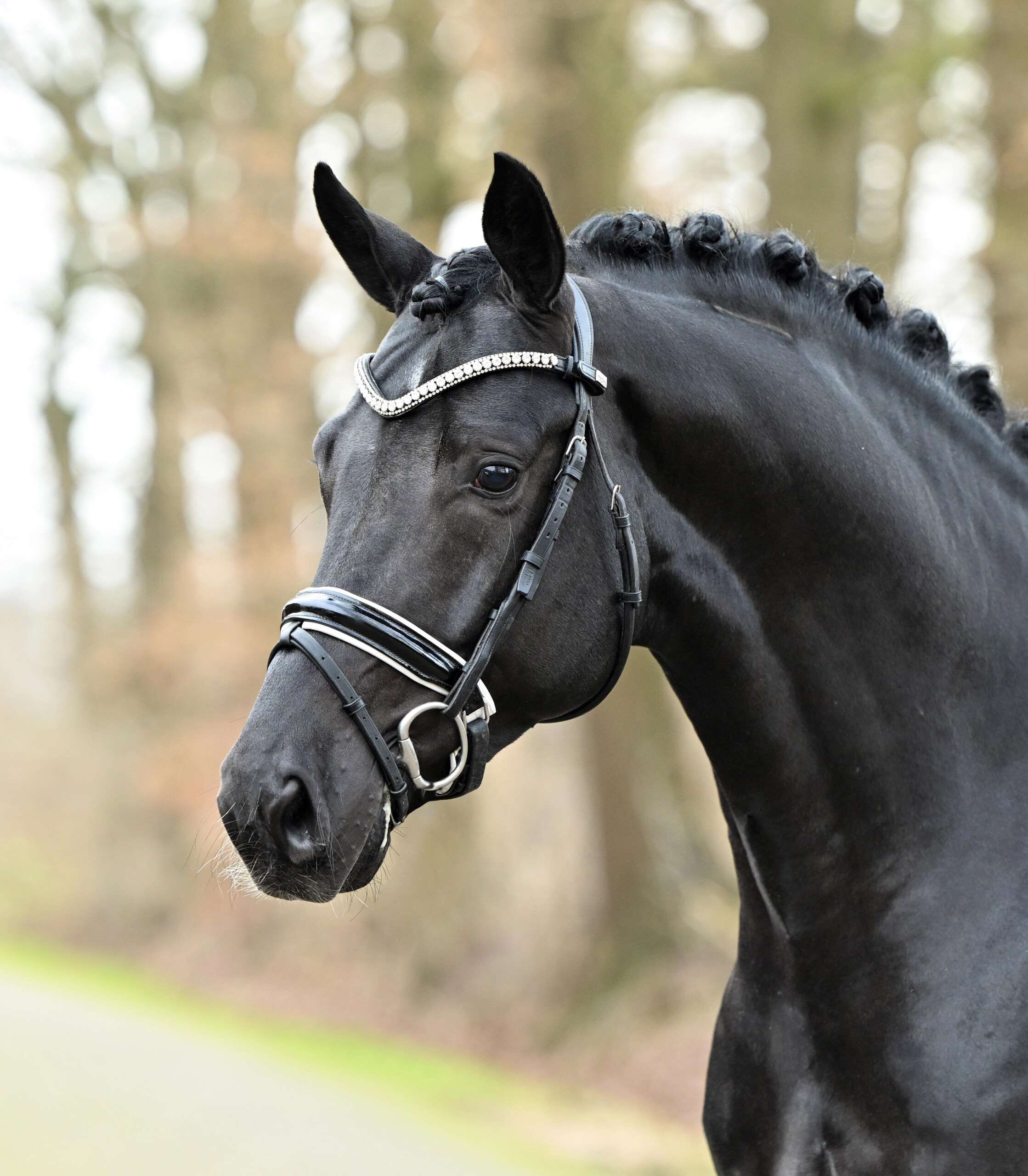 DSP Dream Royal Stallion